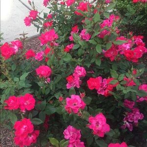 Meet your Posher, Nadis